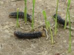 army worms