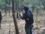 Cutting Tree for Charcoal