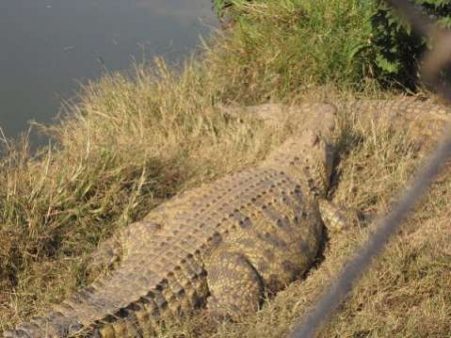 CROC-SOURCE LUSAKAVOICE