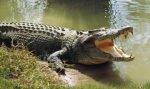 Swimmer snatched by killer crocodile