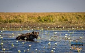 African Parks - Community Campsite at Liuwa National Park - lusakavoice.com.jpg