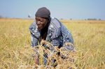 Barotse floodplain, Zambia. Photo by Georgina Smith, 2012.