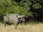 Buffalo In Mud