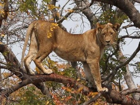 Mother of the two new lion cubs in Liuwa. Credit- African Parks Network