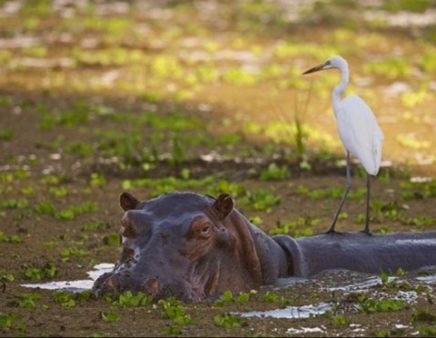 Hippo