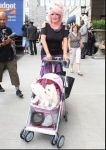 Mrs. Crouch with her two Maltese dogs. In 2008 and 2009, she rented adjacent rooms in a hotel, one for herself and another for the dogs and her clothes