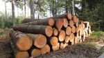 Zambia’s commercial timber stocks equal 340,1 million cubic meters, more than half of which grows in the three provinces targeted by the CIFOR-led research, according to Food and Agriculture Organisation estimates