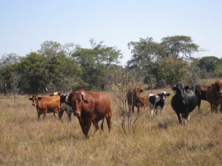 cattle milk