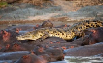 Angry Hippos Attack Crocodile