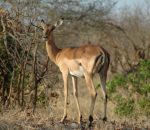 Female-Impala