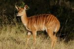 Female-Nyala