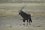 Gemsbok