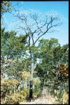 Kiaat, Dolfhout, African teak, Bloodwood, Umbila, Mukwa and Mulombe are just some of the many common names of Pterocarpus angolensis, one of the prime timber species of the woodlands of southern Africa.