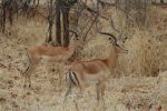 Two-male-impalas