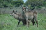 Young-male-waterbucks