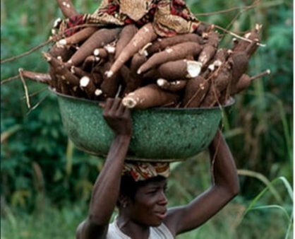 cassava - lusakavoice.com