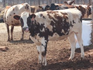 6 'Loan a Cow' selected breed to be given to the farmers