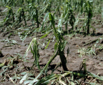 Corn crop damage caused by hail