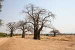 Baobab trees near Ingombe Ilede