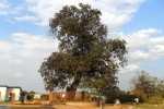 The Mukuyu slave tree at Makoli avenue Ndola