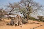 The sleeping cow baobab tree with a room inside near Ingombe Ilede