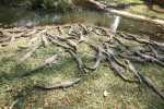 crocodiles in Kalimba reptile park