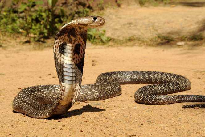 Cobra Snake