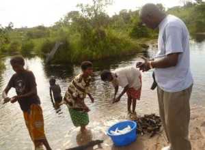cassava