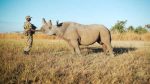 conservation of Zambia’s Black Rhinos